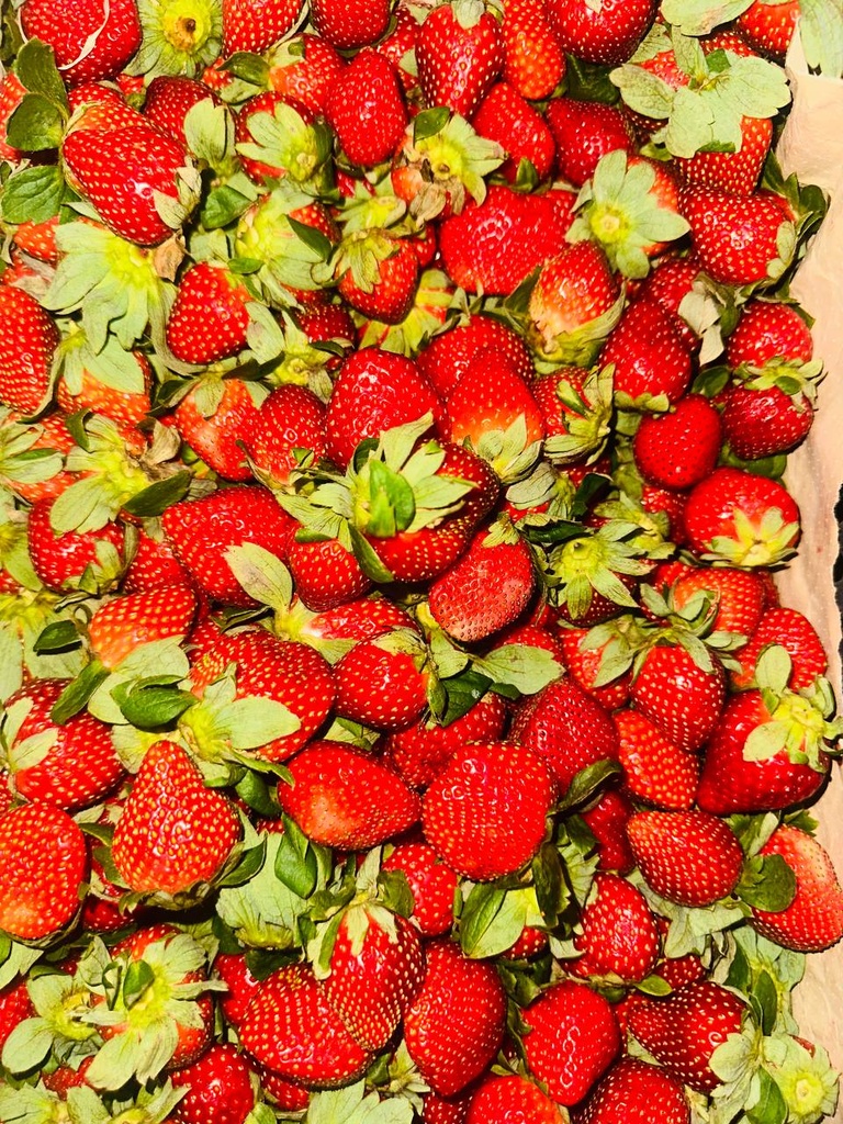 Barquette Fraise 500g