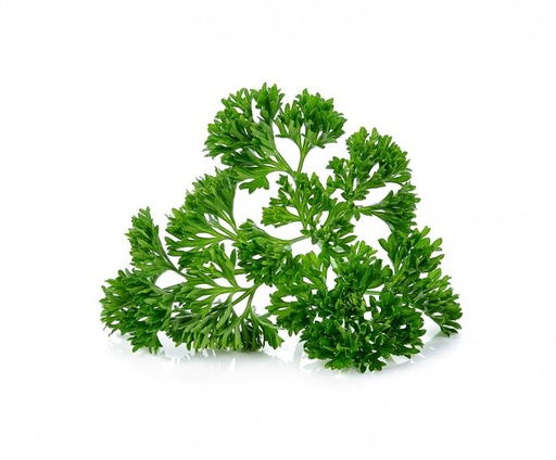 Persil Frisée